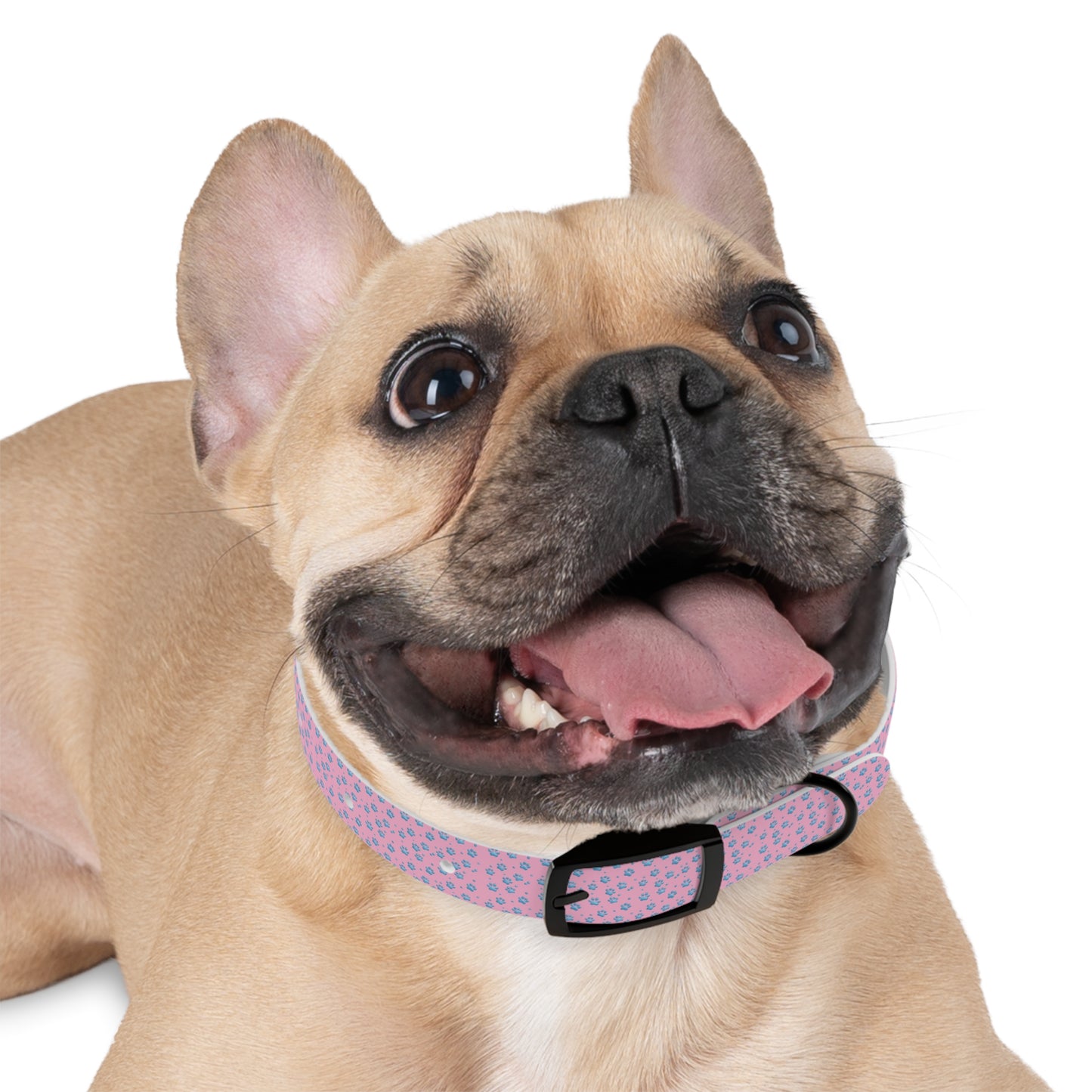 Pink Floral Paw Print Dog Collar — Cute Small Dog Collar for Puppies & Adults